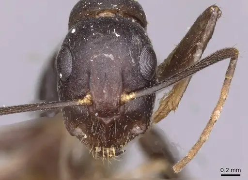 Camponotus thraso specimen CASENT0910131 image casent0910131_2