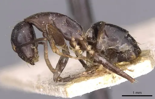 Camponotus thraso specimen CASENT0910131 image casent0910131_3