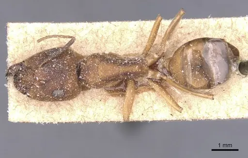 Camponotus thraso specimen CASENT0912069 image casent0912069_1