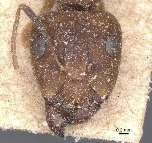 Camponotus thraso specimen CASENT0912069 image casent0912069_2