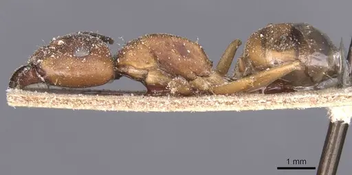Camponotus thraso specimen CASENT0912069 image casent0912069_3