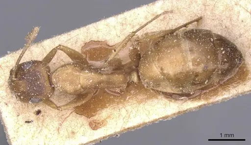 Camponotus thraso specimen CASENT0912070 image casent0912070_1