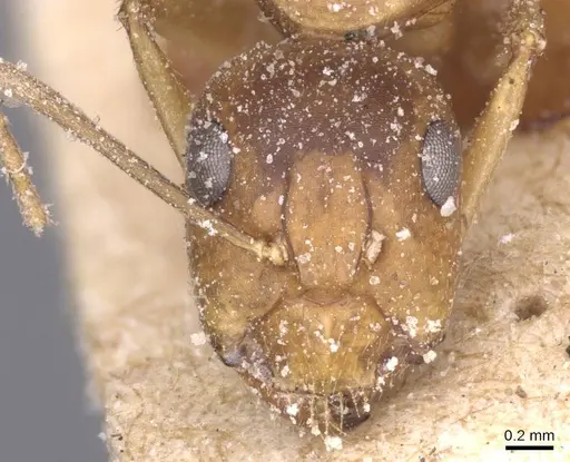 Camponotus thraso specimen CASENT0912070 image casent0912070_2