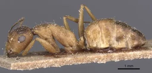 Camponotus thraso specimen CASENT0912070 image casent0912070_3