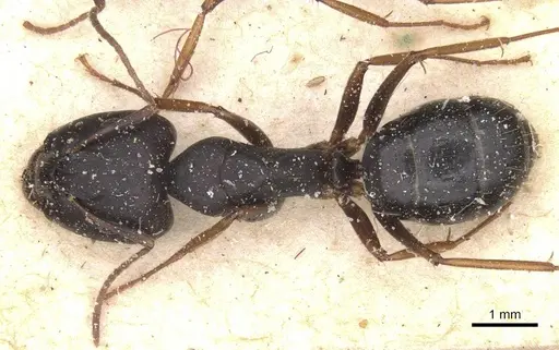 Camponotus thraso specimen CASENT0912071 image casent0912071_1