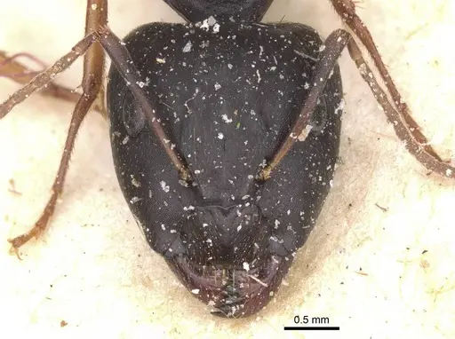 Camponotus thraso specimen CASENT0912071 image casent0912071_2