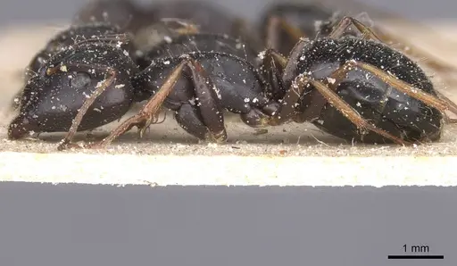 Camponotus thraso specimen CASENT0912071 image casent0912071_3
