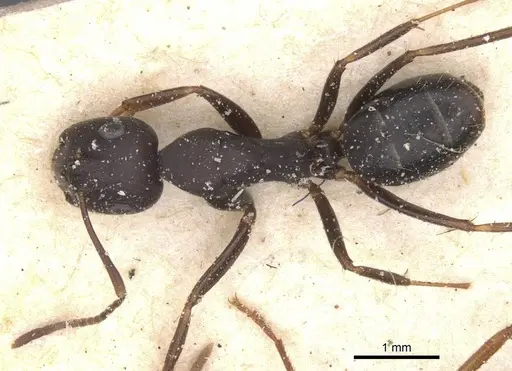 Camponotus thraso specimen CASENT0912072 image casent0912072_1