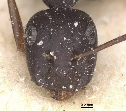 Camponotus thraso specimen CASENT0912072 image casent0912072_2