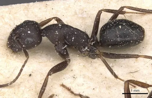 Camponotus thraso specimen CASENT0912072 image casent0912072_3
