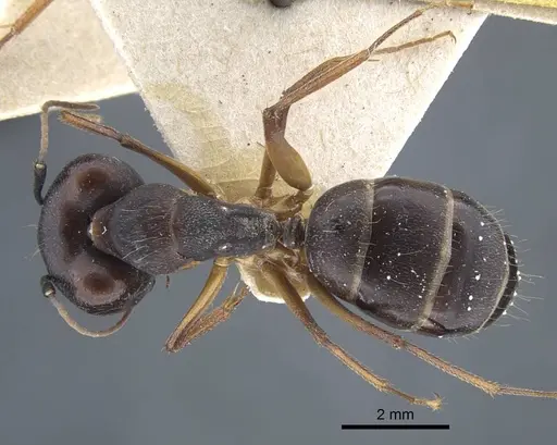 Camponotus thraso specimen CASENT0917150 image casent0917150_1