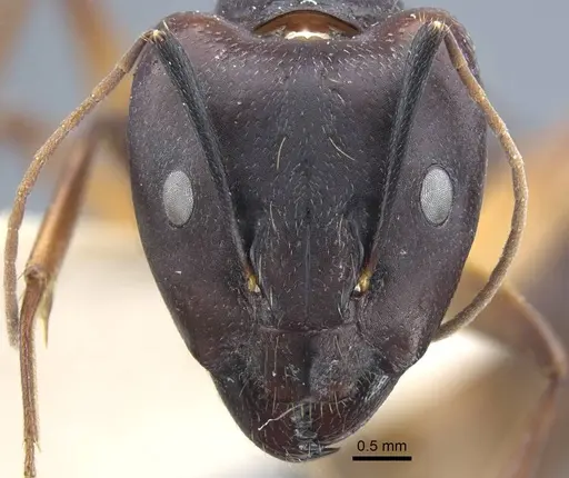 Camponotus thraso specimen CASENT0917150 image casent0917150_2