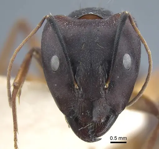 Camponotus thraso specimen CASENT0917150 image casent0917150_3