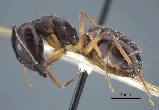 Camponotus thraso specimen CASENT0917150 image casent0917150_4