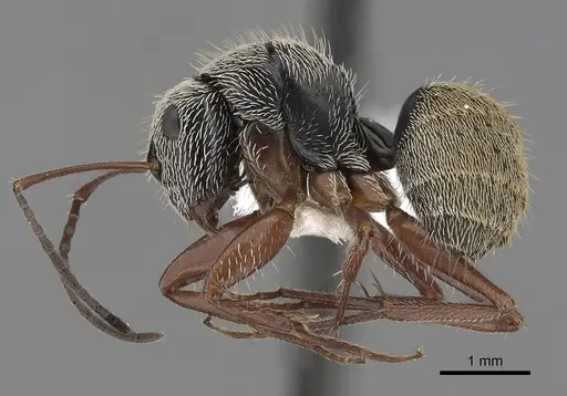 Camponotus thysanopus specimen CASENT0280087 image casent0280087_3