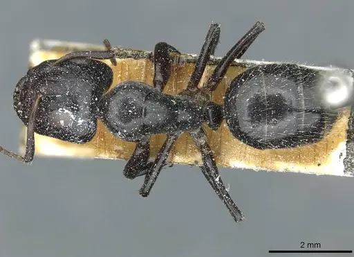 Camponotus tilhoi specimen CASENT0911863 image casent0911863_1