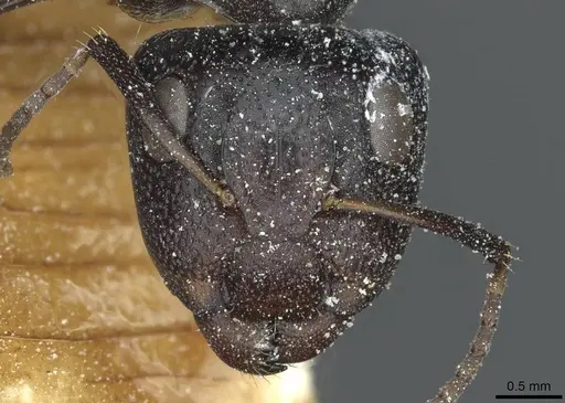 Camponotus tilhoi specimen CASENT0911863 image casent0911863_2