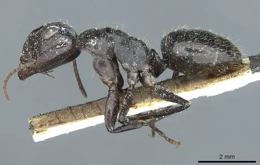 Camponotus tilhoi specimen CASENT0911863 image casent0911863_3