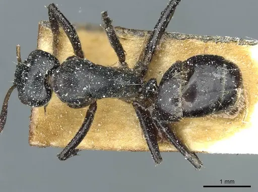 Camponotus tilhoi specimen CASENT0911864 image casent0911864_1