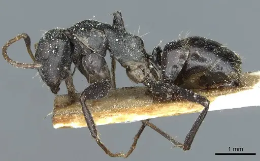 Camponotus tilhoi specimen CASENT0911864 image casent0911864_3