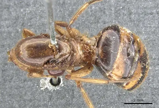 Camponotus tinctus specimen CASENT0903570 image casent0903570_1