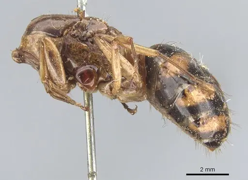 Camponotus tinctus specimen CASENT0903570 image casent0903570_2