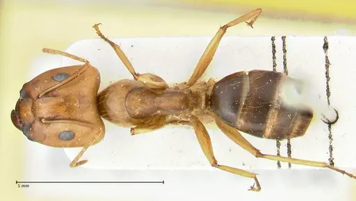 Camponotus tinctus specimen FOCOL2386 image focol2386_1