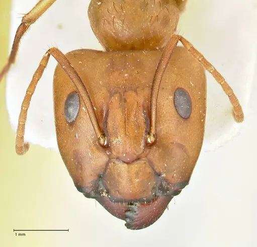 Camponotus tinctus specimen FOCOL2386 image focol2386_2