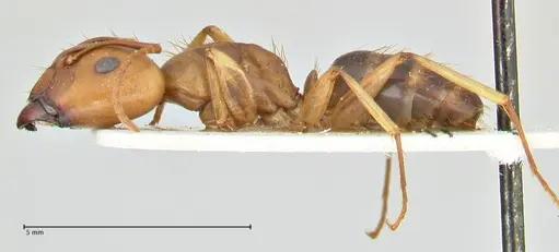 Camponotus tinctus specimen FOCOL2386 image focol2386_3
