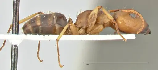 Camponotus tinctus specimen FOCOL2386 image focol2386_4