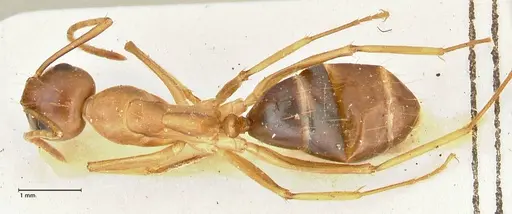 Camponotus tinctus specimen FOCOL2387 image focol2387_1