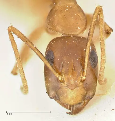 Camponotus tinctus specimen FOCOL2387 image focol2387_2
