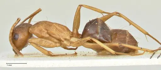 Camponotus tinctus specimen FOCOL2387 image focol2387_3