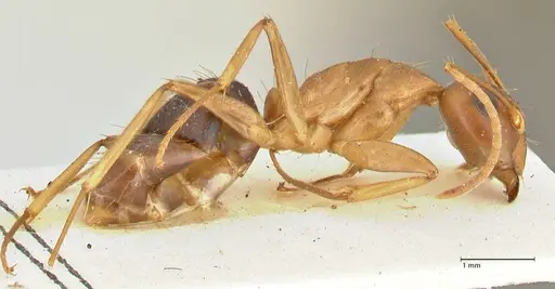 Camponotus tinctus specimen FOCOL2387 image focol2387_4