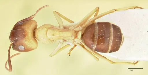 Camponotus tinctus specimen FOCOL2388 image focol2388_1
