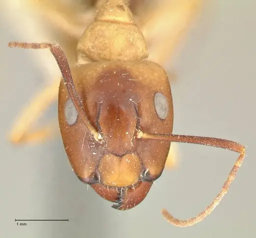 Camponotus tinctus specimen FOCOL2388 image focol2388_2