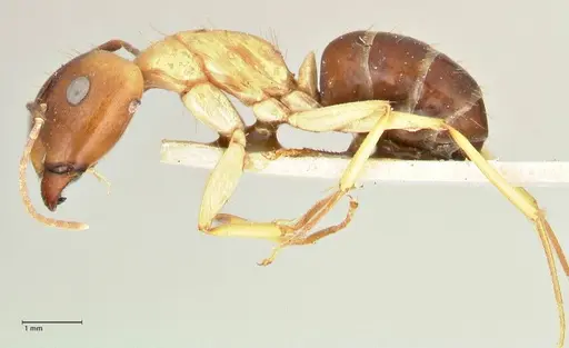 Camponotus tinctus specimen FOCOL2388 image focol2388_3