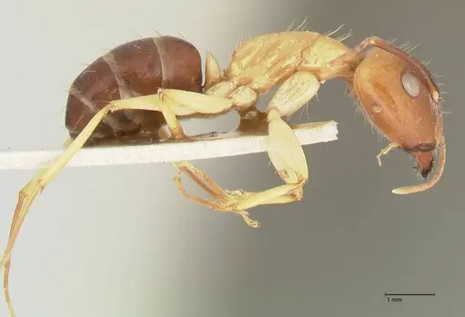 Camponotus tinctus specimen FOCOL2388 image focol2388_4