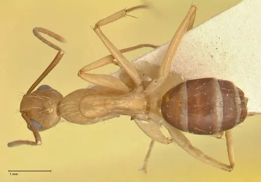 Camponotus tinctus specimen FOCOL2389 image focol2389_1