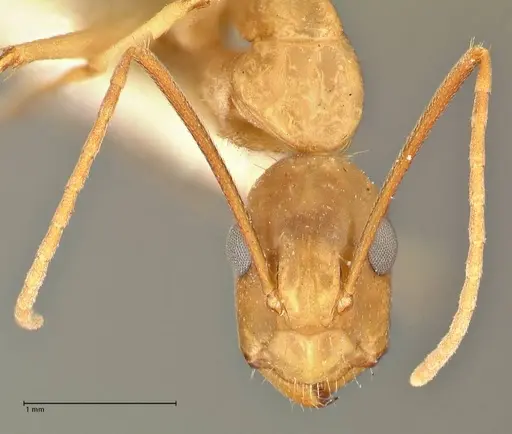 Camponotus tinctus specimen FOCOL2389 image focol2389_2