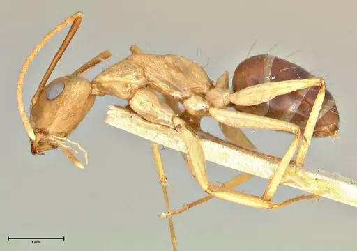 Camponotus tinctus specimen FOCOL2389 image focol2389_3