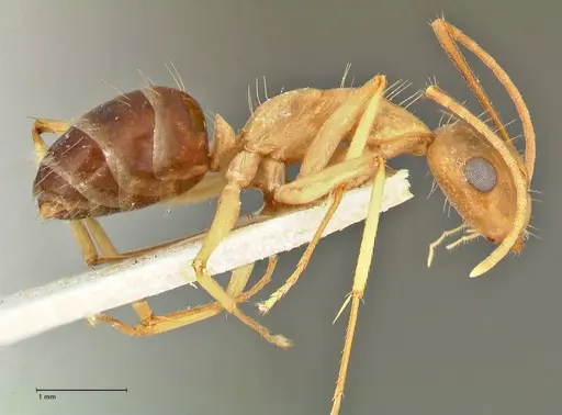 Camponotus tinctus specimen FOCOL2389 image focol2389_4