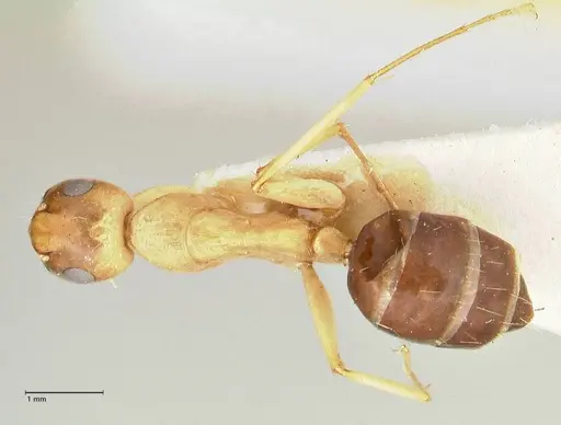 Camponotus tinctus specimen FOCOL2390 image focol2390_1