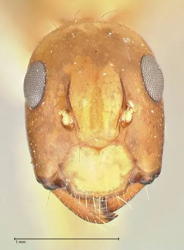 Camponotus tinctus specimen FOCOL2390 image focol2390_2