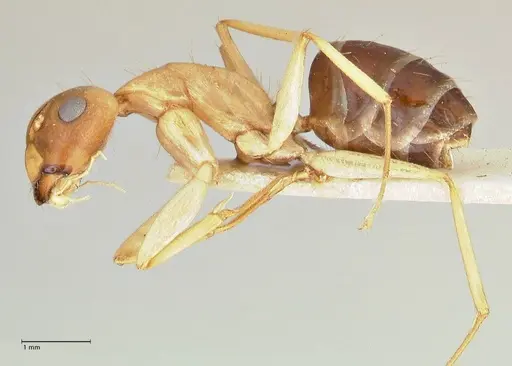 Camponotus tinctus specimen FOCOL2390 image focol2390_3