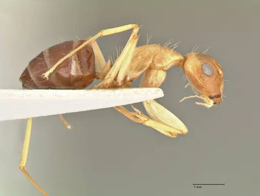 Camponotus tinctus specimen FOCOL2390 image focol2390_4