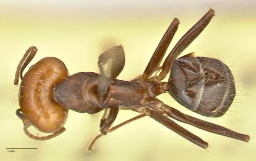Camponotus tinctus specimen FOCOL2403 image focol2403_1