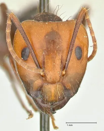 Camponotus tinctus specimen FOCOL2403 image focol2403_2