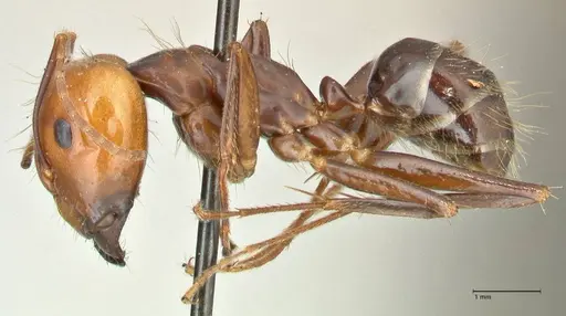 Camponotus tinctus specimen FOCOL2403 image focol2403_3