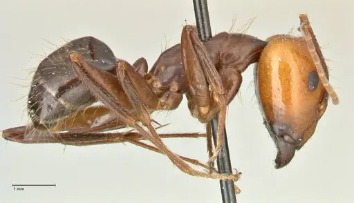 Camponotus tinctus specimen FOCOL2403 image focol2403_4